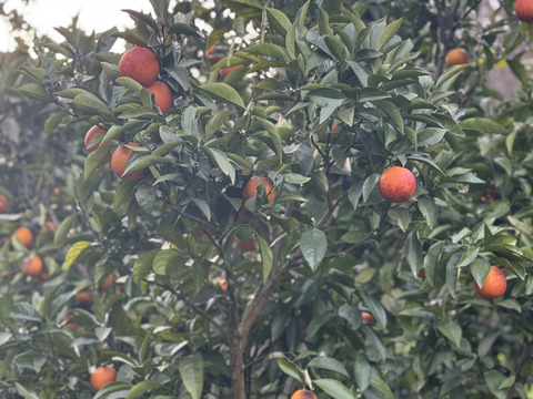 ブラッドオレンジ　モロ