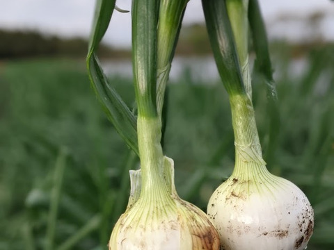 【おまかせ】オーガニック野菜セット(6品)
