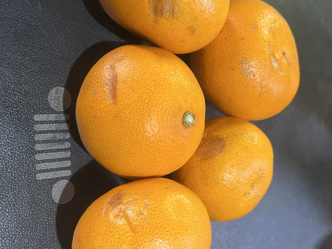 訳あり せとか＆甘平5kgセット