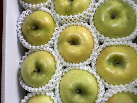 超希少りんご　こうこう3キロ7-12玉　樹上完熟蜜入りチェック済み　幸せ呼ぶ黄色いりんご　11月25日頃より発送予定