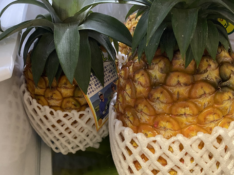 【予約商品】《最高峰パイナップル》ハナナス農園のゴールドバレル【2玉〜3玉】3kg