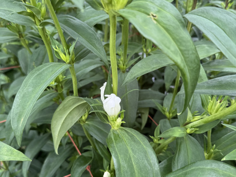 リンドウ　３品種　15本　クール便