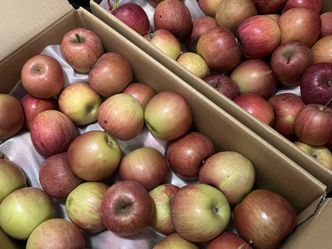 今季最終プライスダウン！！加工用りんご🍎小玉ゴロ詰め×2個パック