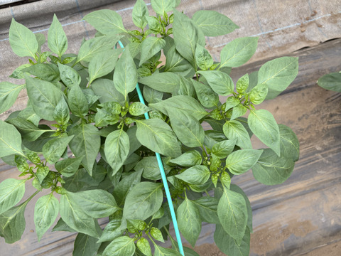 西日本一の夏秋ピーマン産地大分のピーマン　１キロ