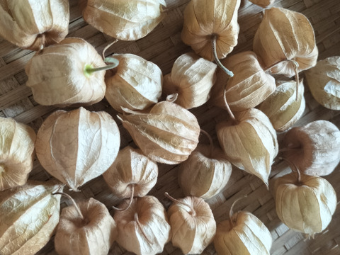 スーパーフード　食用ほおずき　食べ比べセット　100ｇずつ　味の違いをお楽しみください