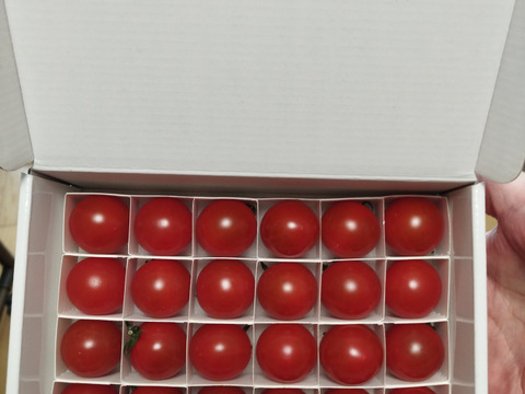 【大人気ギフト♪】極甘高糖度フルーツトマト「ポモロッサ」（24粒入り）