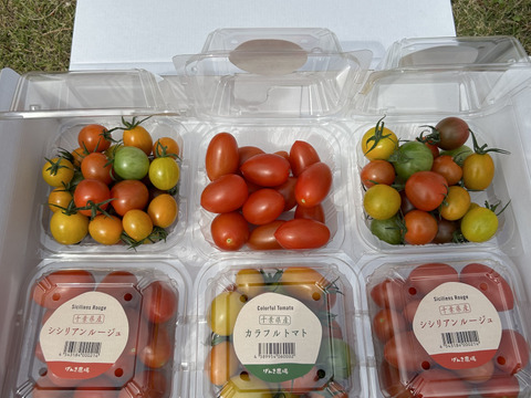 【冬ギフト】《食卓に彩りを》ビビッドカラフルミニトマト(6パック)【トマト食べ比べ】