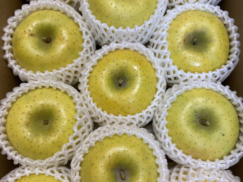 シャキシャキ！サクサク！シナノゴールド 約3kg 信州りんご