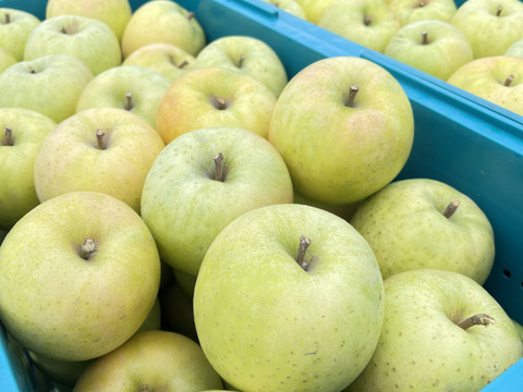 青森県産りんご　王林　家庭用2kg　【5～10個入り】