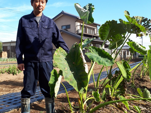 里芋(さといも)2㎏　農薬・化学肥料不使用