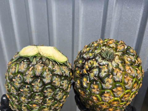 訳あり】パインの最高峰🍍ジューシーで極上の甘さ！沖縄県産『ゴールド