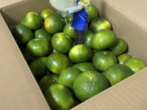 もぎたて極早生1､5ｋｇ食べきり安心　食べごろ直送中　１４５０円【お得意様用】もぎたて直送みかん　緑なのに食べ頃ー５セットまで送料追加無し、ヒジキせんべいの同梱もＯＫ　冷蔵品同梱はみかん２セットまで