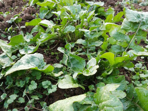 【アワード福袋】栄ちゃんファームの福袋。
人気の栄ちゃんトマトとプチトマト（アイコ）が入った
トマト尽くしのセットに季節の葉物野菜のおまけ付き！