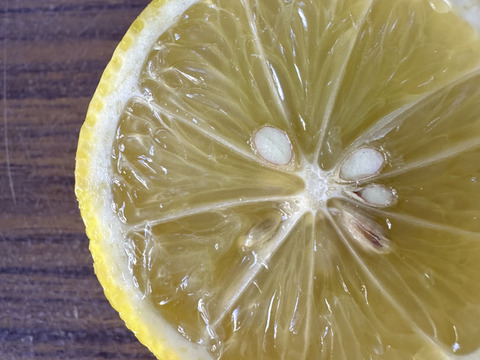 瀬戸内海・大三島の恵🍋農薬不使用レモン〈皮まで使える〉5キロ
