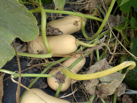 【お試し】まろやか風味の福岡産バターナッツカボチャ　2個から3個入り　1.5kg