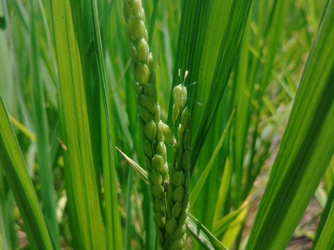 【自然栽培のお米】古代の香りが漂う100年以上種を継ぎ続けている在来種、亀の尾（10kg）★玄米・白米・５分づき米選べます★