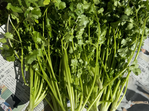 【春の味覚】農薬不使用春の新芽パクチー600g以上 & 季節の葉物野菜や芋類などその時期に採れたお野菜もお入れしてお届け致します。