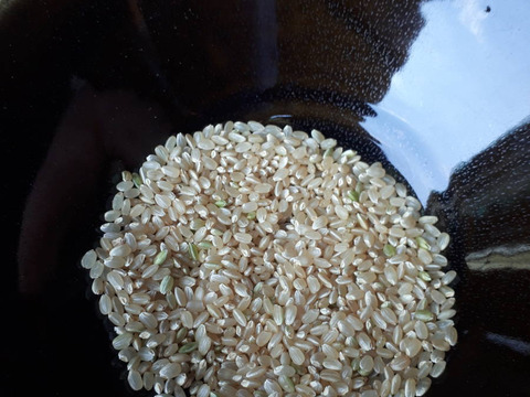 新米　玄米　森のくまさん　10kg　令和7年度産　熊本県産　無洗米　hiroファーム