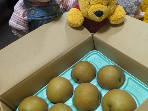 梨新品種「甘太」糖度約１４度３ｋｇ