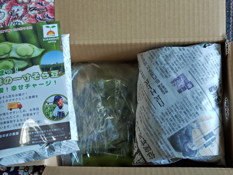 ほくほく深～い味わい❗朝穫れ❗3㎏「そら豆（さや付き）」4月下旬～