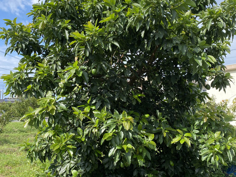 アボカド　ベーコン 750-NTF051.jpg?1