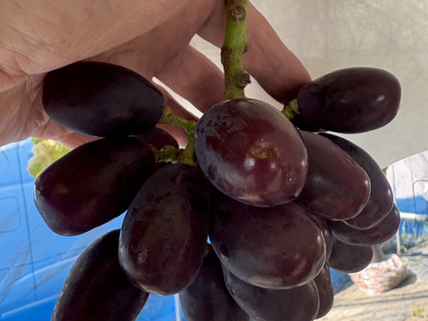 究極のブドウの宝石箱　7種食べ比べ『SUPER COLORS スーパーカラーズ』750g×1P　朝採り新鮮！夏の終わりのブドウ祭り 只今２０％増量サービス中！！