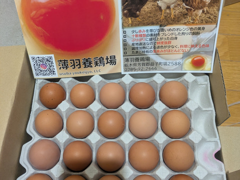 【母の日ギフト】★MSサイズ酵母で育てた平飼い鶏のたまご50個★