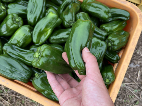【旬の夏野菜】熊本県産　ピーマン １kg 特別栽培農産物