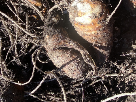 【モカ様御専用】【通年完全農薬不使用】信州八ヶ岳山麓産　紅はるかさつまいも 5kg➕里芋2kg