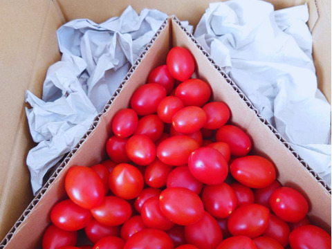 【まずはコレ】甘さに驚くフルーツミニトマト（０．７キロ）食べきりサイズ！（お試し・少量）