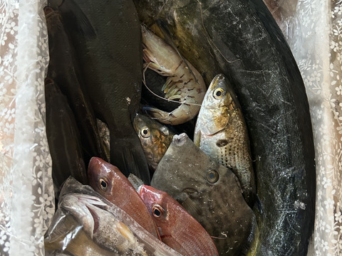 【商品説明必読】⭐︎グッド！モーニング」で紹介されました⭐︎【未利用魚】漁師直送！季節のおさかなセット【3kg前後】