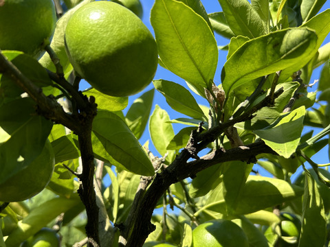 今が旬！極早生みかん（大小混合5㎏入り）