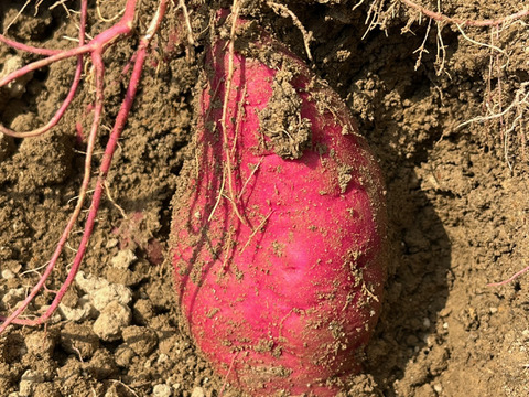農薬不使用だから安心！愛知県産さつまいも（紅はるか）2L−4Lサイズ　5kg　【一般お客様向け残り10kg（2箱）！】
※その他法人さま向け※食べチョクアワード副賞用として3箱は受注済みです。