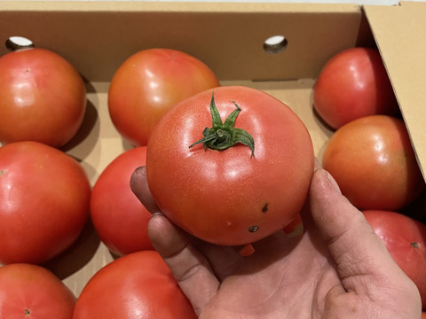 【復帰祭】お得な訳ありトマト2kg (8〜15玉)【福岡県産トマト】！4kg、8kgもあります！