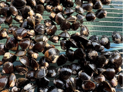 【わけあり大特価】十三湖産大和しじみ2kg