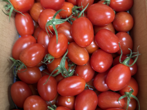 『訳ありA品・アイコ♪』1kg箱:ヘタあり・ヘタ無しランダム♪ちょうどいい酸味と甘味あり満足