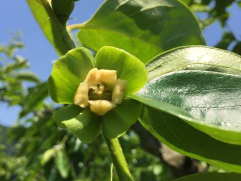 ふくおかエコ農産物認証の富有柿　ご家庭用5ｋｇ詰め　旬の果物