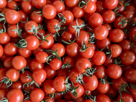 １日３粒の健康法♪毎日食べたくなるミニトマト♪１キロ