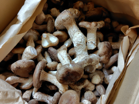 北海道産！生しいたけ🍄お買い得の規格外品2kg