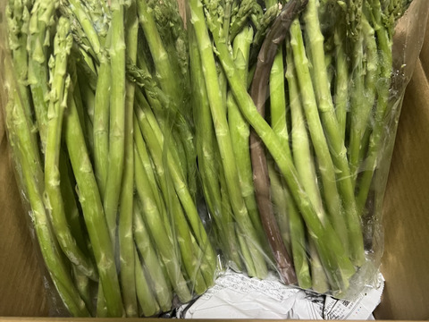 【朝採】 アスパラガス 規格外品 ２kg 【収穫当日発送】
