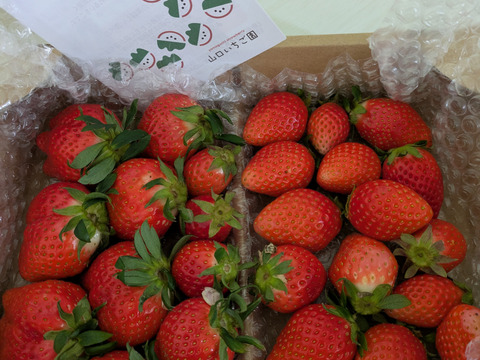 お家でいちご狩り気分!じゅわっと甘い(^^)サイズいろいろ【やよいひめ】1箱 収穫したその日うち新鮮なまますぐに発送 寒冷地でじっくり育てた美味しいいちごです!