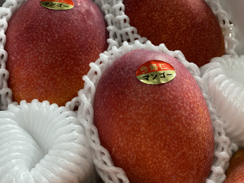 ★数量限定★沖縄県産マンゴー　2kg（3~6玉）！