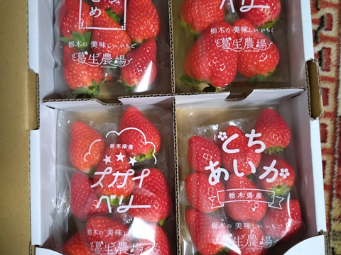 【食べチョク限定】摘みたて直送！とちぎのいちご3種詰め合わせセット（4パック）（260ｇ×4パック）【いちご食べ比べ】
