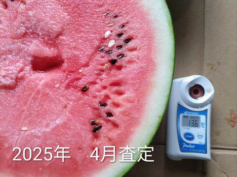 完熟　大玉春すいか　1玉(6〜8kg)