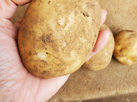 【予約限定少しお得!】五島列島の元気な新じゃがいも！ 旨味たっぷりデジマ ２kg