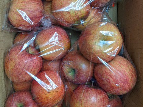 ふじりんごSサイズ