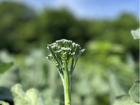 『スティックセニョール』　1Kg　60本前後