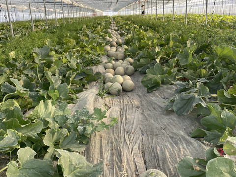 【有明海育ちの春メロン】くまもと産アンデスメロン2玉(1.2kg×2)