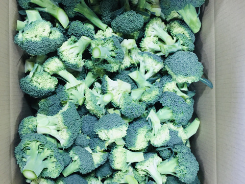 後は洗って茹でるだけ！！野菜王国深谷産♡新鮮美味しい秋冬カットブロッコリー3.5ｋｇ!!