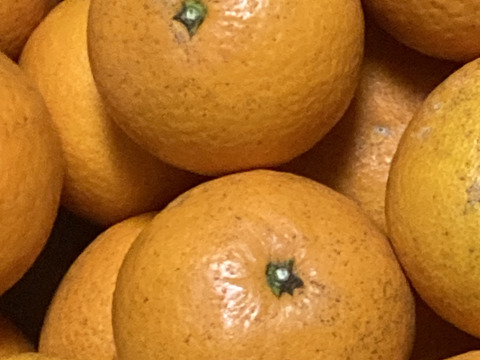 【訳あり】清見５ｋｇ超ジューシー♪